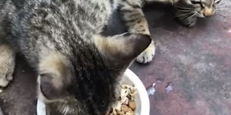 Кот, который не хочет делиться едой с другом