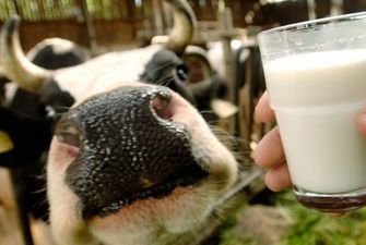 Производство молока в Украине уменьшилось на 3,7% — Госстат