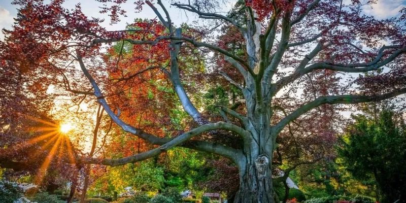Польское 200-летнее "Сердце сада" в третий раз стало самым красивым деревом Европы