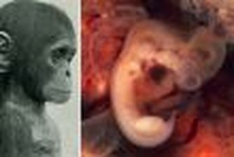 В Китае родились поросята с обезьяньими органами. ФОТО