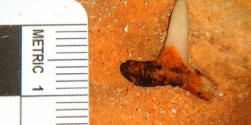 В Мексике откопали зубы древней огромной акулы
