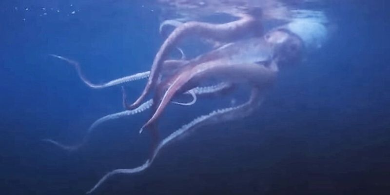Гигантское чудище. У берегов Японии засняли огромного кальмара, медитирующего в воде