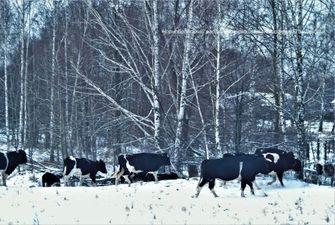 Унікальне стадо здичавілих корів: у Чорнобильському заповіднику розповіли про походження тварин