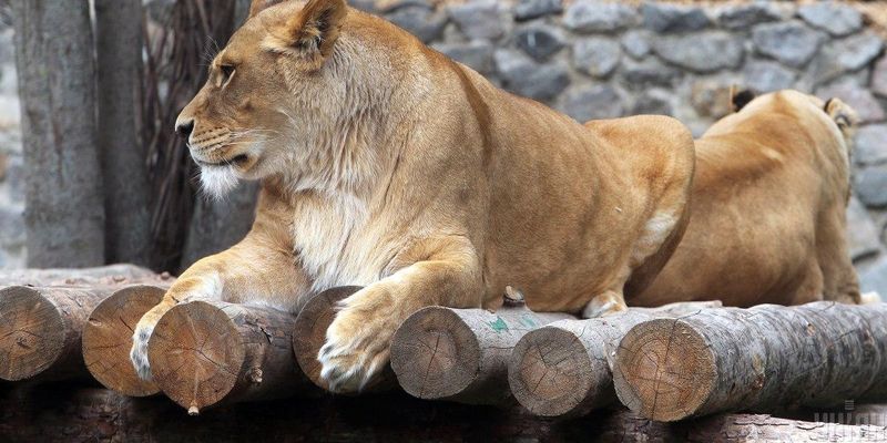В індійському зоопарку у левів виявили коронавірус