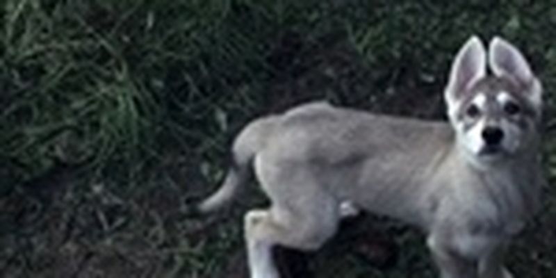 Умерла собака, сыгравшая лютоволка Брана в "Игре престолов"