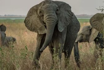 Охота за слоновой костью. Десятилетия браконьерства привели к появлению слонов без бивней