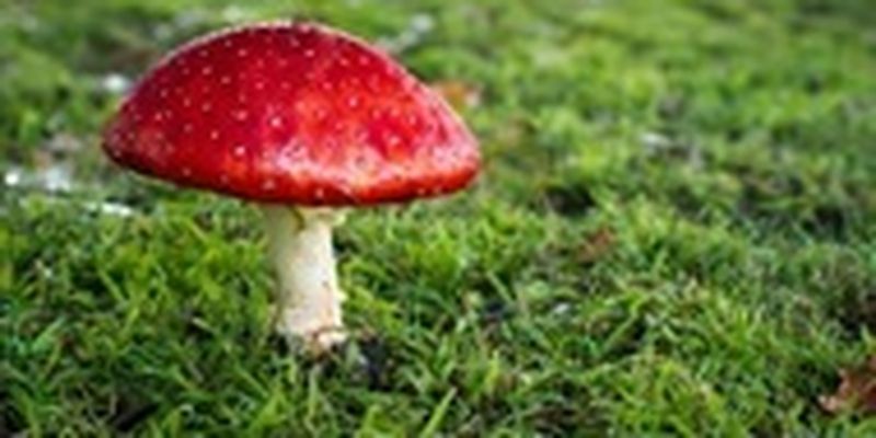 В Минздраве сообщили о числе случаев отравления грибами в этом году
