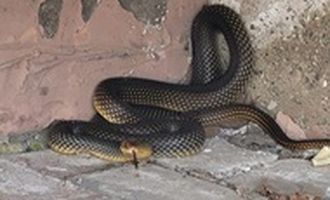 В Одессе змея напугала жильцов дома и укусила директора зоопарка