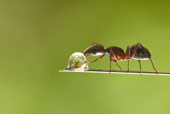 Как вывести муравьев дома и в саду – проверенные способы