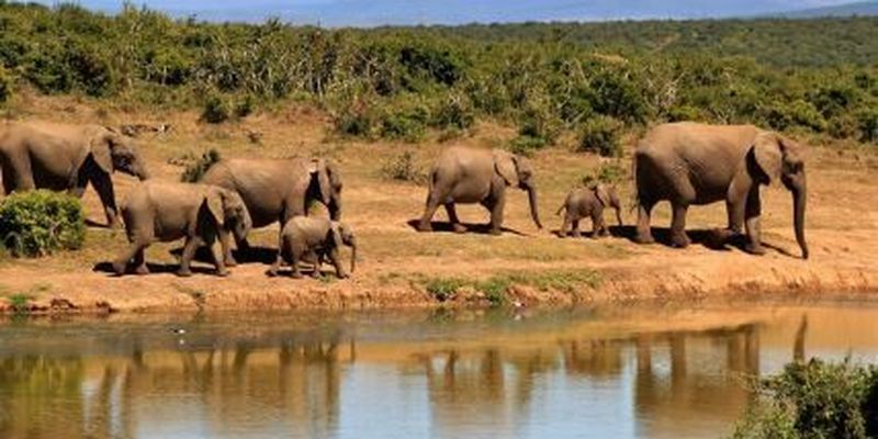 В Африці через браконьєрів еволюціонували слони: вчені розповіли про зміни та пояснили, як так сталось