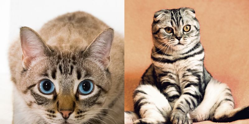 17 февраля День кота: история праздника и поздравления для хозяев хвостатых