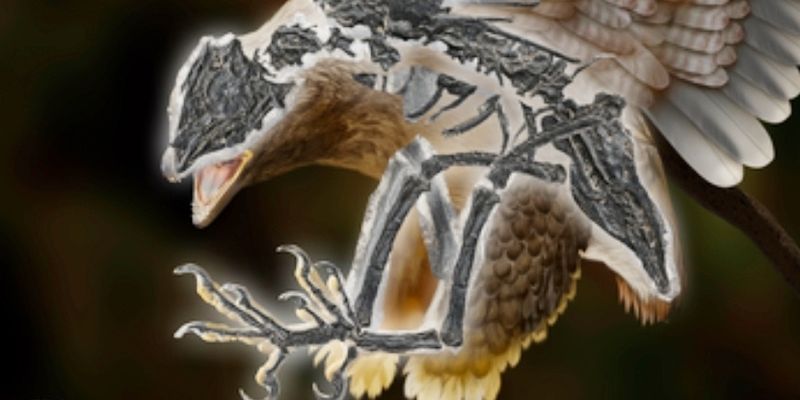 Древний "птицезавр". Существо, жившее 120 млн лет назад, объясняет трансформацию динозавров в птиц