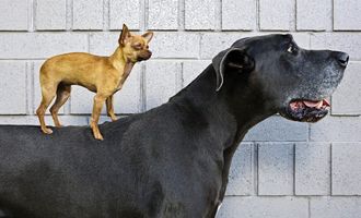 Чем различается корм для больших и маленьких собак