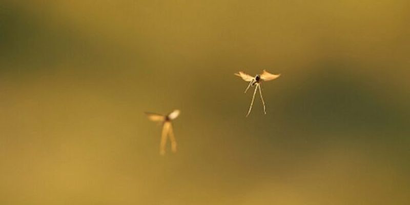 Что ждет мир, если он проиграет в борьбе с малярией — ВОЗ