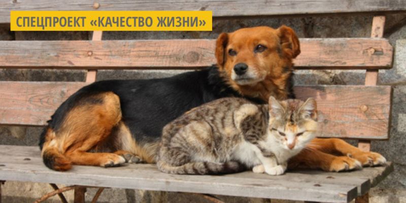 Ужгородский приют для животных «Барбос» начал акцию по сбору средств