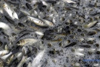 Массовую гибель рыбы в реке Уж расследует полиция