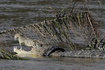 Крокодил затягнув у річку поліцейського, який шукав у воді телефон