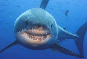 Discovery займеться захистом акул, яким загрожує нелегальна торгівля плавниками
