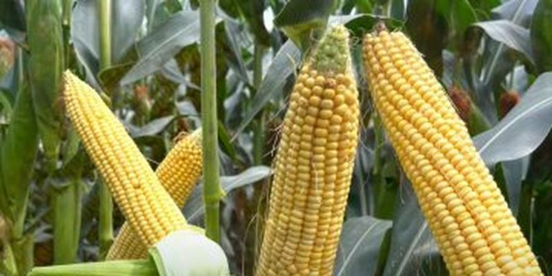 Коли найкраще саджати кукурудзу у 2024 році: календар та важливі поради