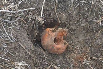 В Днепре возле автовокзала нашли человеческий череп. Фото 18+