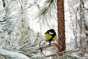 Климатолог: Зима в Украине будет холодной и снежной, а осень - теплой