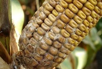 На украинский рынок не допустили свыше 40 тонн зараженной кукурузы из США