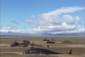 На березі в Ісландії виявили десятки мертвих дельфінів