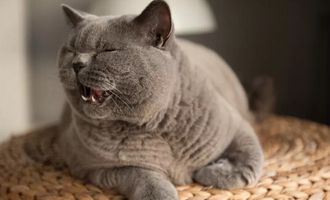 Источники тепла и толики безумия: наличие кошки повышает риск развития шизофрении