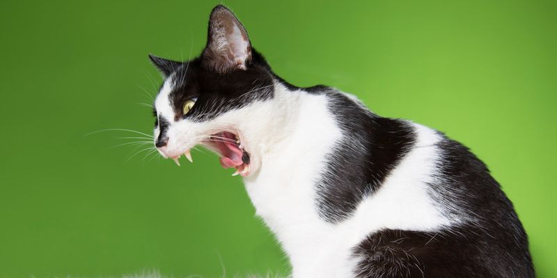«Будь настойчив»: Кот устроил истерику из-за «вкусняшки» и рассмешил интернет
