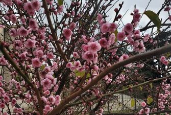 Аномальный январь: в Крыму зацвели абрикосы, появились яркие фото