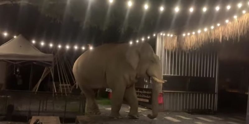 Голодный слон решил поужинать в ближайшем кафе