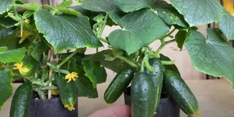 Як виростити огірки в горщиках: секрети гарного урожаю