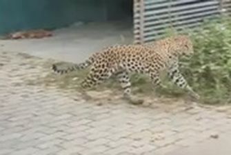 В Индии нападению леопарда подверглись 15 человек