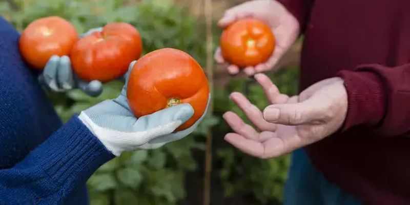 Цены на овощи: сколько стоят украинские тепличные помидоры