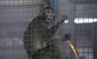 "Смертоносная" ферма: в США боятся новой пандемии из-за 30 000 обезьян
