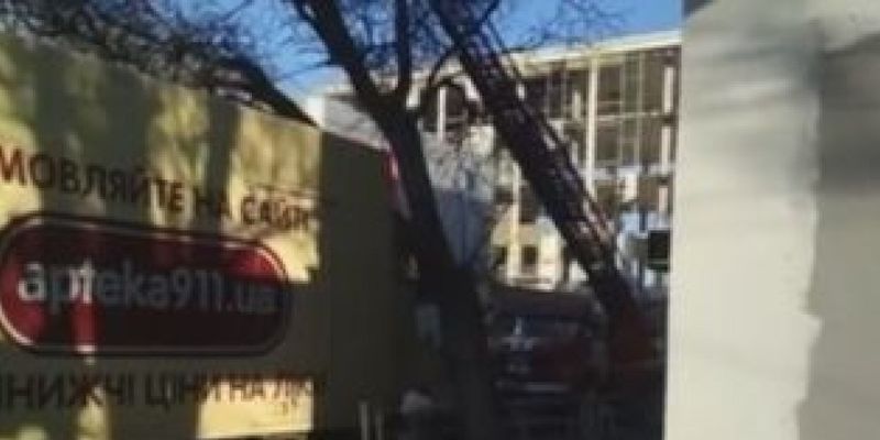 В Херсоне дерево рухнуло на припаркованный грузовик