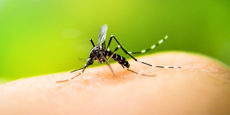 Экстренные лайфхаки: как избавиться от зуда после комариных укусов?