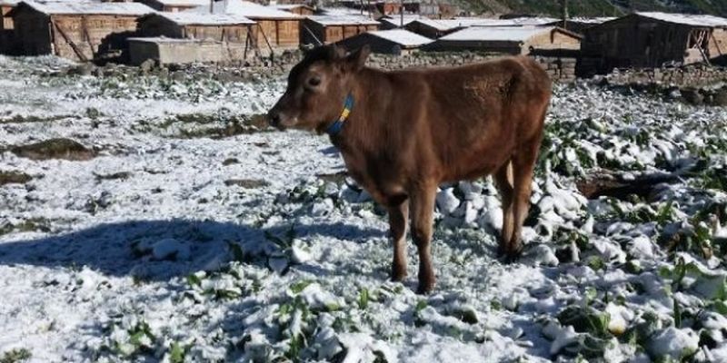 В Черноморском регионе Турции неожиданно выпал снег