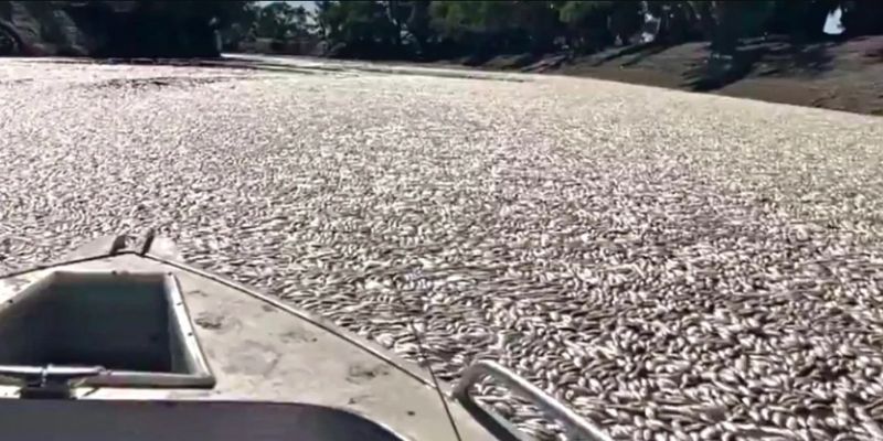 Мертвые воды: катастрофа стала причиной засорения реки миллионами тушек гниющей рыбы
