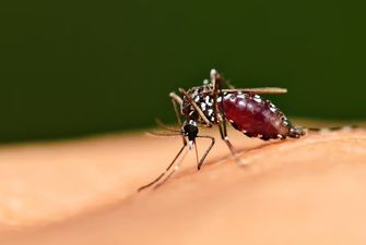 В режиме маскировки. Ученые разработали новую защиту от комаров с эффективностью в 95%