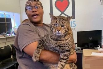 Приют ищет хозяина для 12-килограммового кота