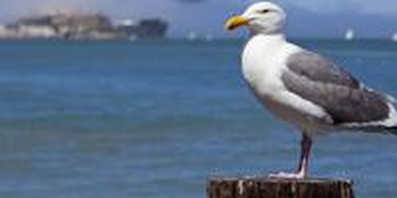 Миллион морских птиц погибли за год из-за потепления воды в океане, - CNN