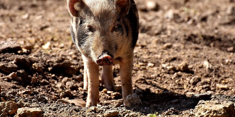 Вартість живця свиней продовжує зростати