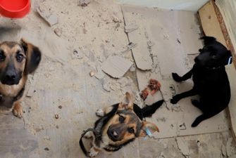 В Киеве работает временное убежище для животных, потерявших хозяев из-за войны