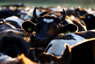 В Україні скоротилося поголів'я корів та свиней