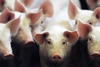 Масовий спалах чуми свиней в Україні: чи є загроза для споживачів - думка