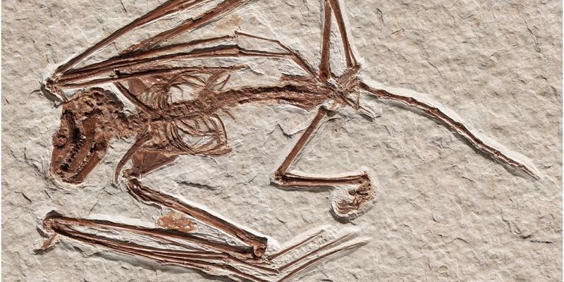 Найдены останки самой древней в мире летучей мыши: историю всего вида пришлось переписать