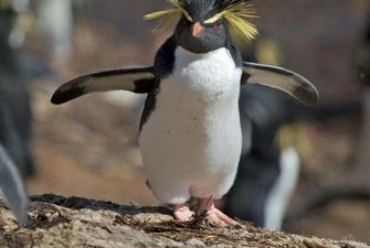 Вчених до чортиків налякав пінгвін-монстр з людськими рисами: тільки подивіться на цього красеня