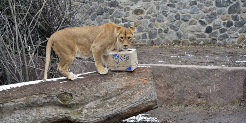 Львы Киевского зоопарка отпразднуют 11-летие
