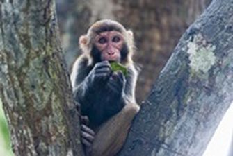 В Украине зарегистрирован первый случай оспы обезьян